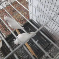 طوطی عروس البینو