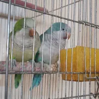 تعدادی پرنده زینتی مولد|پرنده|باسمنج, |دیوار