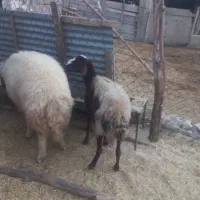 قوچ ورن گوسفند