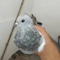 کبوتر ترکیه