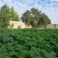 زمین-ویلایی