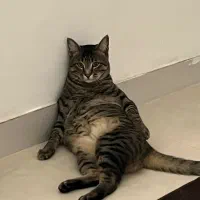 سرپرستی گربه|گربه|محمدیه-قزوین, |دیوار