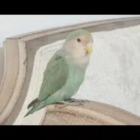 طوطی برزیلی گمشده در صدرا فاز یک