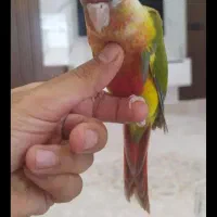 گمشده