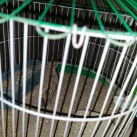 پرنده خاکی مینیاتوری|پرنده|سیرجان, |دیوار