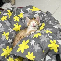 بچه گربه|گربه|فردوسیه, |دیوار