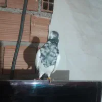 کله دم سیز اس ساعت بالا|پرنده|رشت, کوی عرفان|دیوار