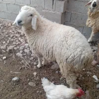 قوچ|حیوانات مزرعه|نیمروز, |دیوار