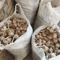 سیر|عمده‌فروشی|همدان, |دیوار