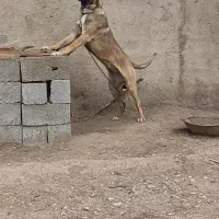 فروش توله سرابی قره باش