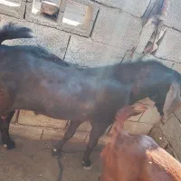نری چاق سرحال