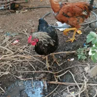 مرغ وخروس