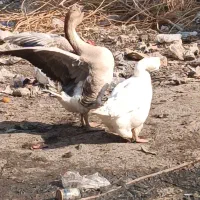 غوغاز|حیوانات مزرعه|باوی, |دیوار