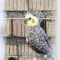 عروس هلندی