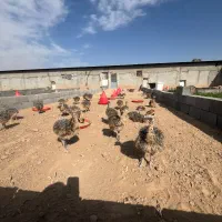 جوجه شترمرغ