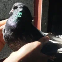 یه نر مگسی|پرنده|دابودشت, |دیوار