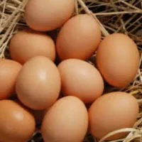 تخم مرغ محلی