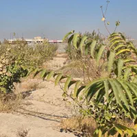 باغ و باغچه زمین.سند اب و برق اباد۲۵۰ متر|فروش خانه و ویلا|شهریار, شهرک وائین|دیوار