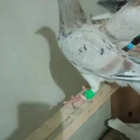 خطی هفترنگ اصل مغلف نسل عالی