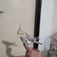 پرنده