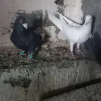 کبوتر|پرنده|زاهدان, |دیوار