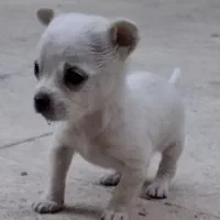 توله سگ|سگ|شیراز, شهرک رضوان|دیوار