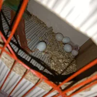 گرینچیک مولد|پرنده|پیرانشهر, |دیوار