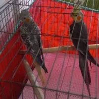 یک جفت مولد|پرنده|بندر انزلی, اطبا|دیوار