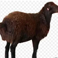 بره ماده