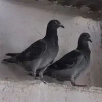 جوجه پلاکی ذات دار|پرنده|کاشان, کارگر|دیوار