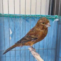 یک جفت قناری سوخته سرخ