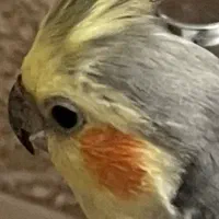 عروس هلندی   پیدا شده