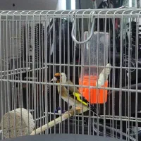 سیره جوجه قفس|پرنده|جوانرود, |دیوار