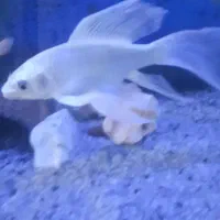 ماهی کوی پلاتینیوم شورت بادی وارداتی|ماهی|اهواز, پادادشهر|دیوار