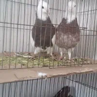 کبوتر|پرنده|اردبیل, |دیوار