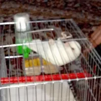 طوطی برزیلی سفید|پرنده|فولادشهر, B1|دیوار