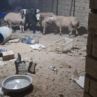 فروش بره نر خودمونی|حیوانات مزرعه|مروست, |دیوار