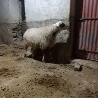 قوچ کری جوان|حیوانات مزرعه|سرپل ذهاب, |دیوار