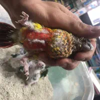 گرینچیک سرلاکی اناناسی دبل یلو ساید دبل