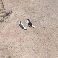 جفت چپ سیا واکسی نروماده بشرط تخمو جوجه