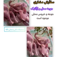 جوجه محلی|حیوانات مزرعه|رشت, حومه رشت|دیوار