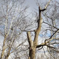 خریدو فروش انواع چوب وتیر چوب|خدمات باغبانی و درختکاری|هرسین, |دیوار