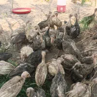 جوجه بوقلمون 45 روزه و 2 ماهه در آبادان