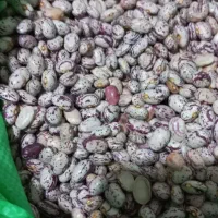 لوبیاچیتی پاییزی