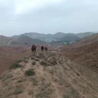 بچه شتر و بزغاله|حیوانات مزرعه|دماوند, دماوند|دیوار