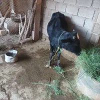 گوساله برای فروش دارم|حیوانات مزرعه|چمران, |دیوار