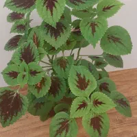 گل حسن یوسف