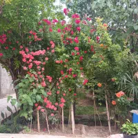 شماره رند همراه اول