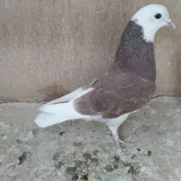 ۳تا شازده گلی کفتر خوب