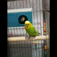 مرغ عشق نرو ماده